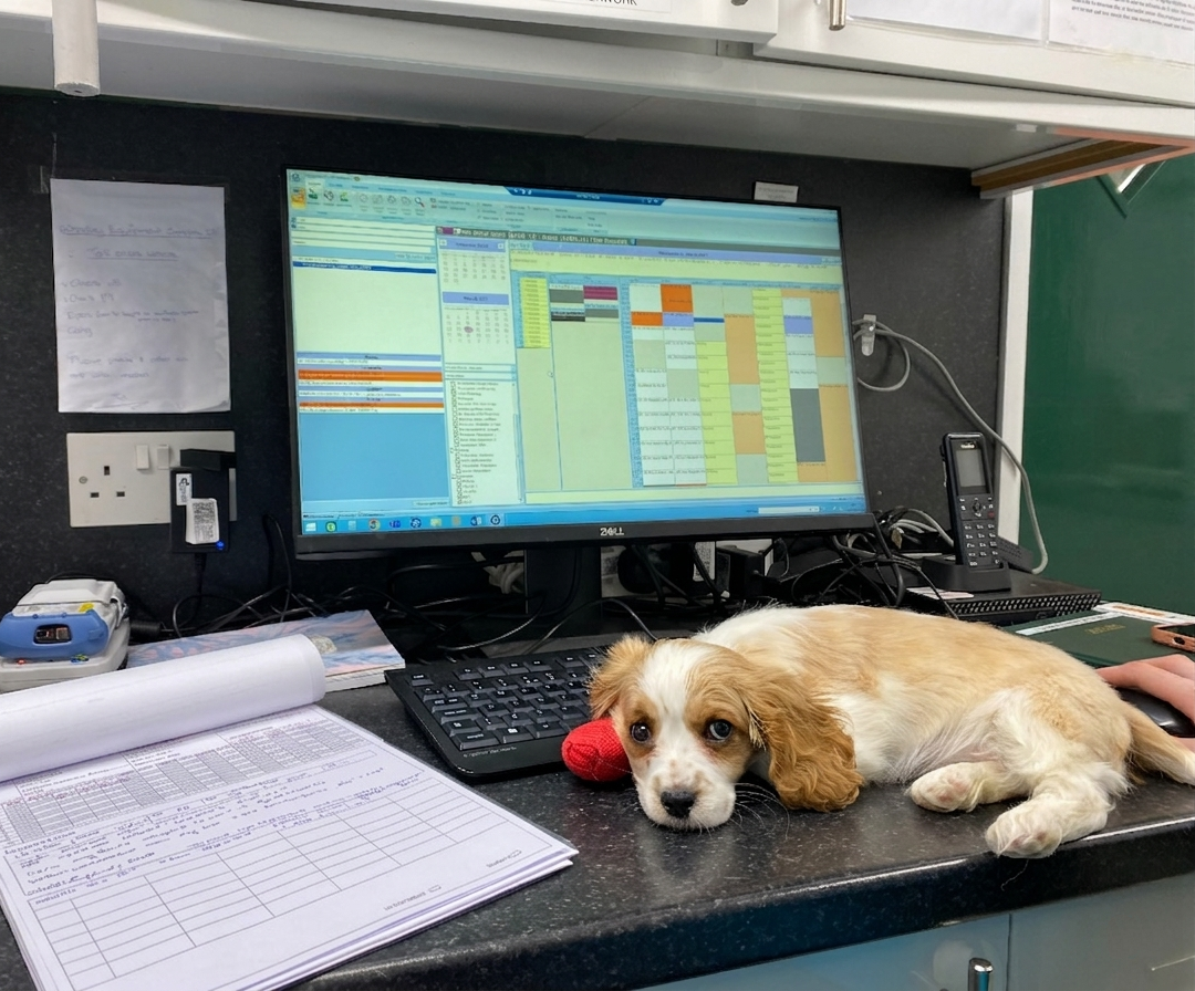 puppyvet_edited